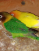 Lation Fisher Lovebird